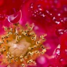 Heart of rose